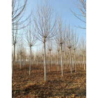 10-12公分法桐4米截干2年帽2干棵，如图所示 电议价格 老东北苗木基地 菏泽苗木