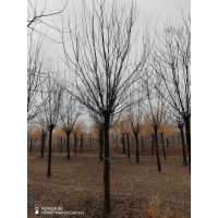 国槐 家槐 景观庭院观赏国槐树 专业培育国槐树苗 金枝国槐 行道树 电议价格 菏泽苗木