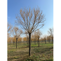 精品黄金槐15/20公分量大 园林绿化树 城市公园造景树 电议价格 世纪园林