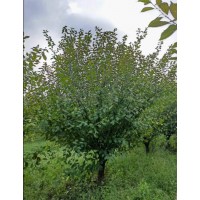 榆叶梅7/13公分，红花重瓣，需要的朋友联系 电议价格 园林绿化树 世纪园林