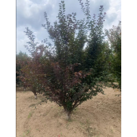丛生美人梅3/4米 美人梅 园林绿化 公园造景树 电议价格 菏泽世纪园林 园林工程