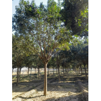 出售高杆大叶女贞树  分枝点2.2-2.4米 电议价格 园林绿化树 行道树 泓泽苗木