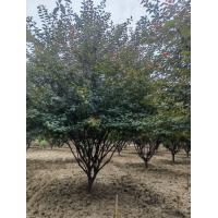 榆叶梅10-12公分 精品树形 园林绿化树 电议价格 泓泽种植专业合作社 公园绿化树