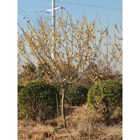 苗圃现挖出售耐寒乔木腊梅树 地径5-10公分 电议价格 园林绿化树 腊梅园建设 贤坤绿化