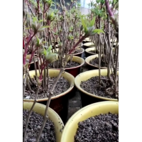 牡丹鲜切花，盆景牡丹均可发货！量大从优！ 牡丹年宵花 电议价格 大王芍药园艺