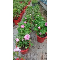 牡丹 催花牡丹 牡丹盆景 精品牡丹盆景 菏泽牡丹顺丰包邮 电议价格 瑞璞牡丹