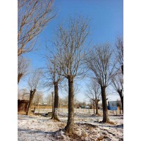 大国槐 发冒国槐25-40公分 精品国槐 园林绿化树 大规格土球发货 电议价格 春富苗木