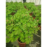 牡丹花 牡丹盆景 催花牡丹 国花牡丹盆景 电议价格 年宵花盆景 菏泽金阁牡丹