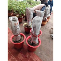 供应各色牡丹、催花牡丹、牡丹盆景、年宵牡丹盆景 牡丹价格 菏泽牡丹