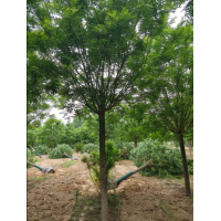 国槐 15/16/19/20公分国槐，低价出售，2-3年冠，行道树 菏泽忠霞苗木 园林绿化树