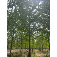 银杏 有需要18-35公分银杏的朋友联系我 行道树 城市园林绿化树 电议价格 忠霞苗木