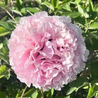 菏泽市华绿苗木基地供应 速生白蜡6-15公分量大 白蜡树