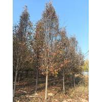 彩叶豆梨 彩叶豆梨9-14公分 园林绿化树 电议价格 精品绿化树 菏泽苗木 光磊苗木