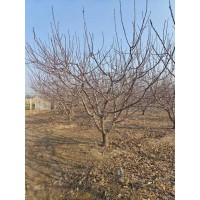 大量出售15-18公分质量如图的山杏，接收预定 电议价格 万森园林
