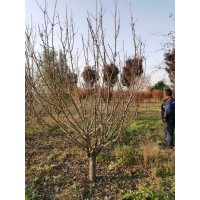 海棠 处理北美海棠10-12公分，绚丽海棠 价格低电议 园林绿化树 水浒绿化园