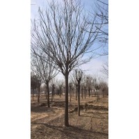 移栽国槐 精品国槐 国槐行道树树 城市绿化公园造景树 电议价格 郓城木森苗木