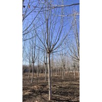 法桐 园林绿化树 行道树 公园绿化道路绿化树 精品法桐价格 郓城木森苗木种植场