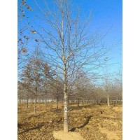 娜塔栎 18-25公分娜塔栎精品树 菏泽苗木 园林绿化树 公园造景 电议价格 宏兴园林