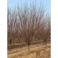 清地处理菊花碧桃10-12公分200多棵，8-9公分150棵，适合假植 电议价格 宏兴园林