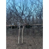 紫藤树 景区墙体棚架绿化植物 紫色花系 观赏性高 电议价格 滨州景林