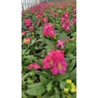 紫罗兰别名草桂花 四桃克小苗 株高60厘米多分枝景区道路造景种植 美都花卉 电议