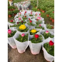 芹叶牡丹 根系发达 花色繁多 艳丽香味清雅 时令花草 电议价格 美都花卉 青州花卉