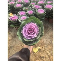 羽衣甘蓝大量现货 羽衣甘蓝绿化小苗 花台装饰用苗 公园花坛工程苗 电议 美都花卉