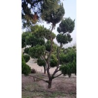 造型龙柏 基地供应 园林景观树 庭院 别墅 学校 园林绿化 电议价格 刘明秀苗木