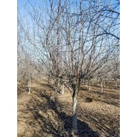 北美海棠11-15公分 园区绿化景观树 苗圃直发规格齐全 种植指导成活率高 刘明秀苗木