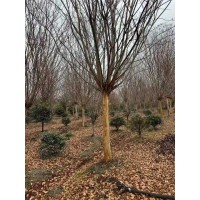 出售高杆紫薇14，15到17公分，100多棵，价格电议 菏泽朱军苗木 园林绿化树