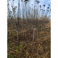 出售北美海棠，4到5公分1000棵 电议价格 菏泽苗木基地 朱军苗木 公园绿化树