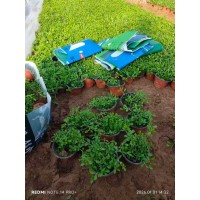 双色盆姬岩垂草自家苗订购 阳台盆栽苗 生长速度快 花坛绿化种植庭院小区观赏草 红艳艳