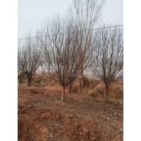 处理14-18公分绚丽海棠。分支点0.8-1米 园林绿化树 电议价格 聊城苗木 正竹园林