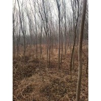 大量出售4-8公分国槐。裸根苗 国槐树 电议价格 行道树 园林绿化 正竹园林 聊城苗木