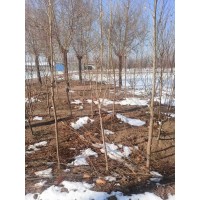 大量出售3-4公分金叶榆 电议价格 园林绿化树 聊城艺鑫园林 正竹园林