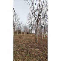 出售，15-22公分千头椿。红叶椿有需要的联系 园林绿化树 正竹园林 公园绿化 电议价格