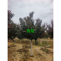 6-8晚樱小嫩苗，打包零售都可#晚樱6-8#市政绿化工程#苗木种植基地 电议价格