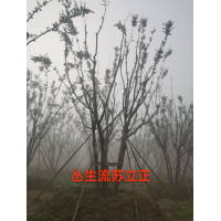 流苏6-12公分 丛生流苏 园林绿化树 精品大树 电议价格 景观树 诺林市政园林