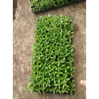 夏堇穴盘苗（粉色，蓝色），香彩雀穴盘苗（红色，蓝色）接受预定中