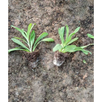 杂交石竹穴盘苗（大红，玫红，绯红花边） 立腾花卉苗木 电议价格 青州花卉基地