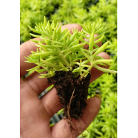 金叶佛甲草穴盘苗 适应性较强 可作花坛点缀 花台装饰用苗 电议价格 青州花卉 立腾花卉