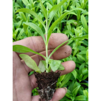 杂交石竹（美国石竹）穴盘苗 灌木花卉欧石竹穴盘苗 双色盆石竹 花萼圆柱形 电议 立腾花卉苗木