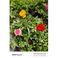 芹叶牡丹 花毛茛 重瓣时令草花 庭院阳台盆栽佳节租摆观赏 电议价格 青州亿顺花卉