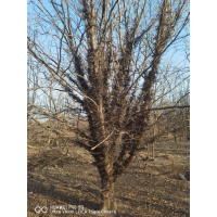 7-8年的皂角树有，高低杆。一手货源任你选 园林绿化树 电议价格