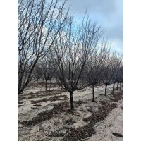 树冠整洁 城市绿化行道树 8-10公分美人梅出售 青岛苗木 公园绿化树 电议价格