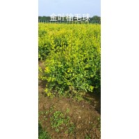 金叶榆毛球60-80公分 金叶榆球 园林绿化 公园造景苗 电议价格 保定众泽苗圃场