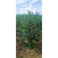 大棵蓝叶忍冬80-1.2米  蓝叶忍冬苗 丛生绿化苗 电议价格 城市公园绿化造景 众泽苗圃场