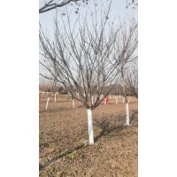 樱花树 早樱 晚樱 园林景区栽种景观樱花 大小规格齐全基地现挖带土发货 电议价格 朋飞苗木