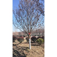 高杆紫薇 独杆紫薇 紫薇树 大紫薇树用途 庭院绿化 10-20公分上千棵出售 电议价格 朋飞苗木