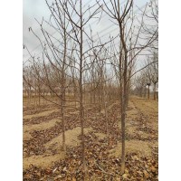 晚樱2年苗700棵2-3.5公分 樱花树 青岛晚樱价格 电议价格 富林源苗木合作社